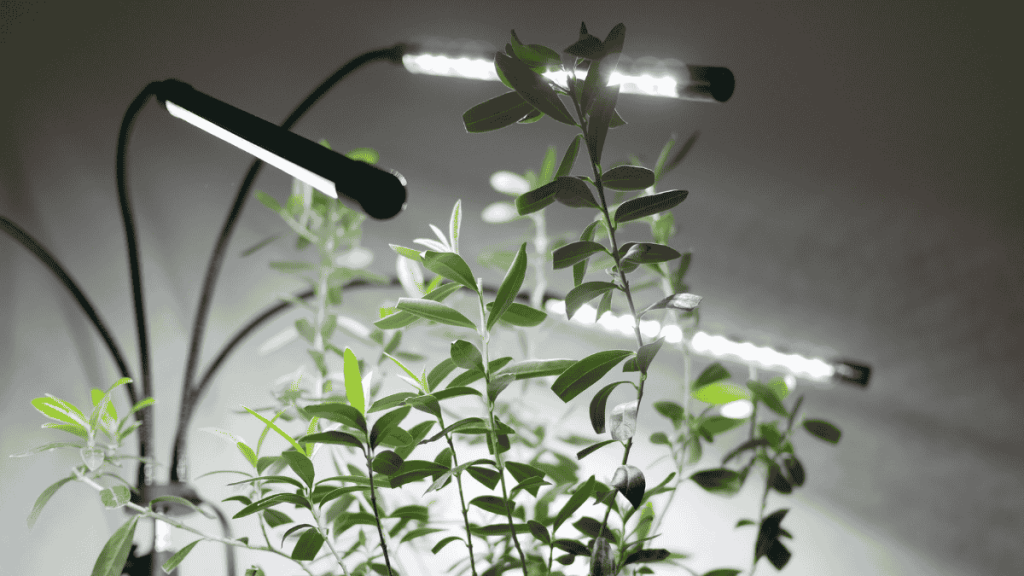 Olivenbaum in der Wohnung, Pflanzenlampen