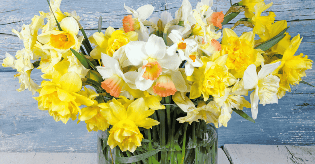 verschiedene Osterglocken in der vase