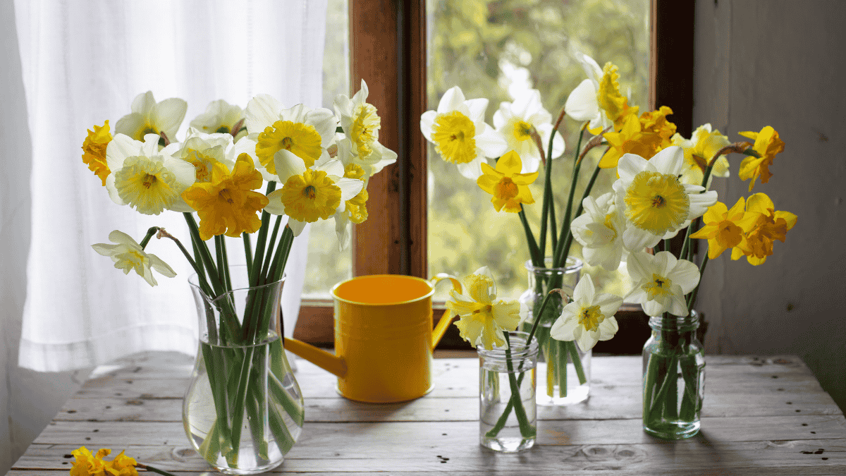 Osterglocken in der Vase am Fenster mit gelber Gießkanne