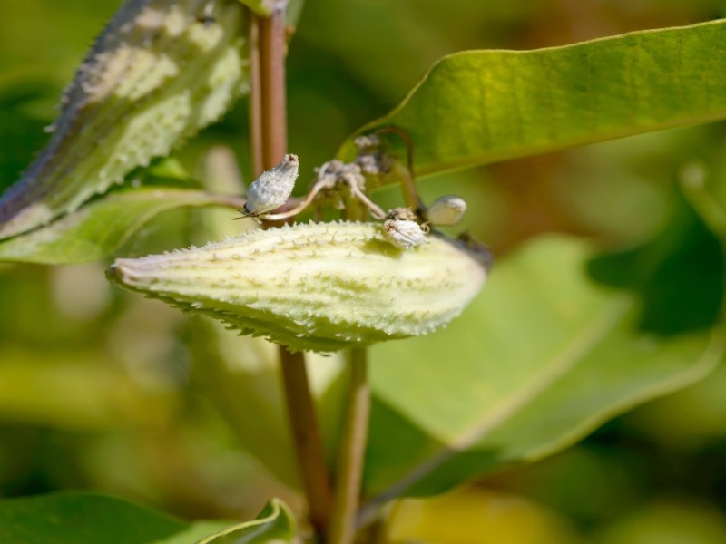 Die Blüte einer Papageienpflanze.