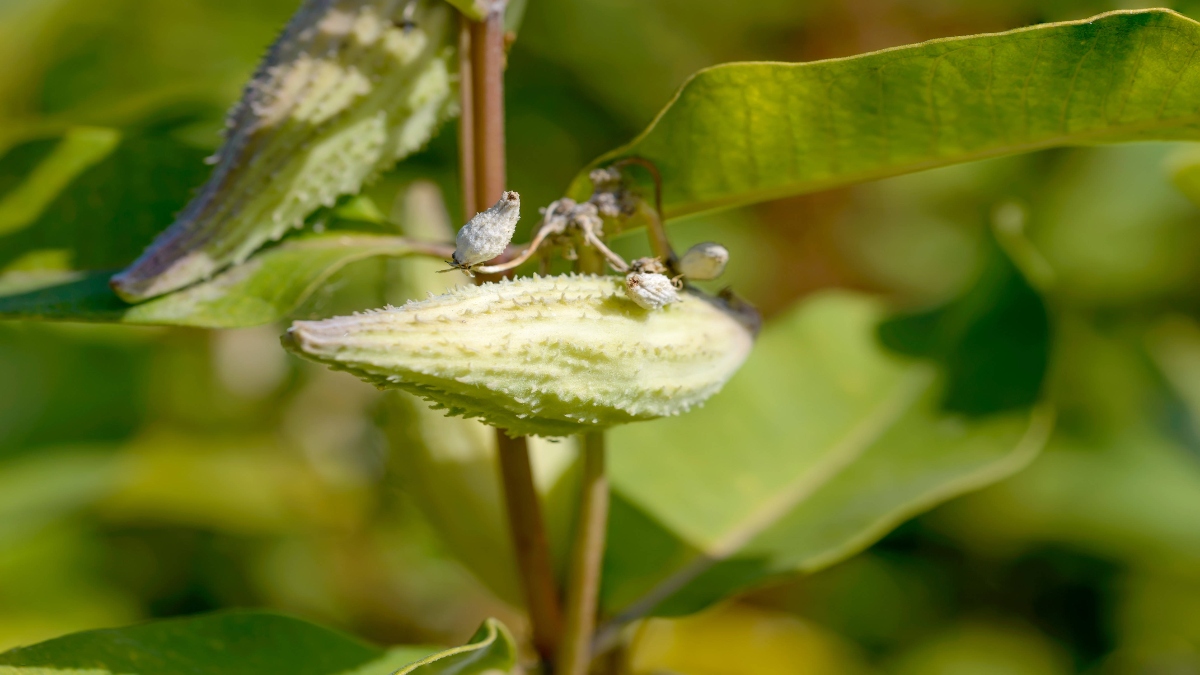 Die Blüte einer Papageienpflanze.