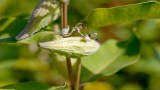 Die Blüte einer Papageienpflanze.
