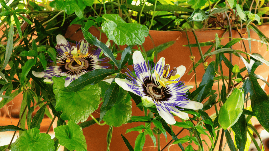 Passionsblume im Kübel