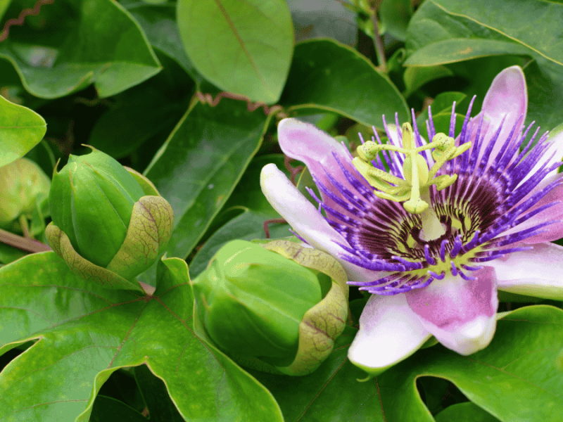 Passionsblume lila