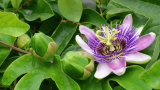 Passionsblume lila