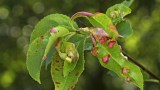 Kräuselkrankheit an einem Pfirsichbaum.