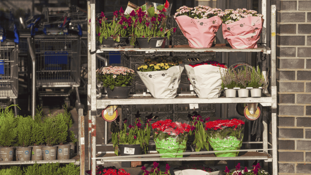 Pflanzen aus dem Discounter