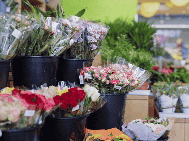 Pflanzen aus dem Discounter