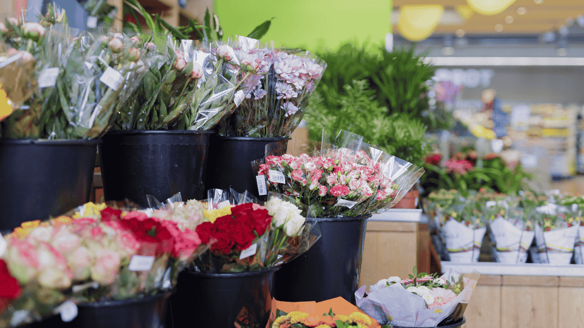 Pflanzen aus dem Discounter
