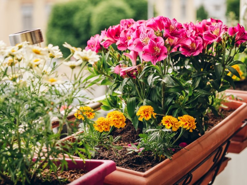 Blühende Blumen in einem Blumenkasten auf einem Balkon.