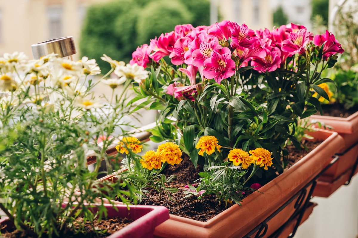Blühende Blumen in einem Blumenkasten auf einem Balkon.