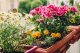 Blühende Blumen in einem Blumenkasten auf einem Balkon.