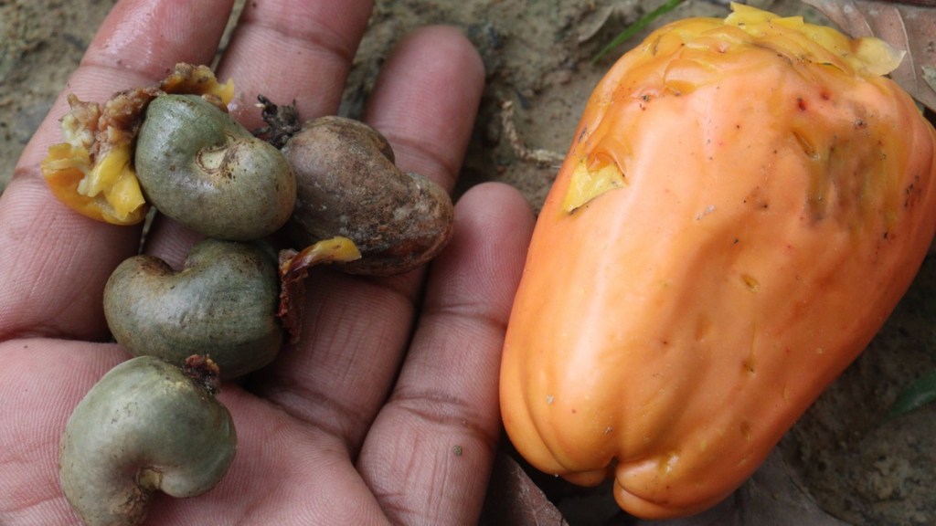 Rohe Cashewkerne auf der Hand.