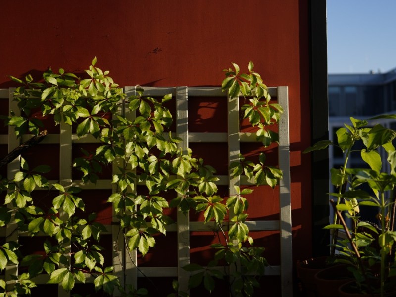 Ein Spalier mit Pflanzen auf einem Balkon.