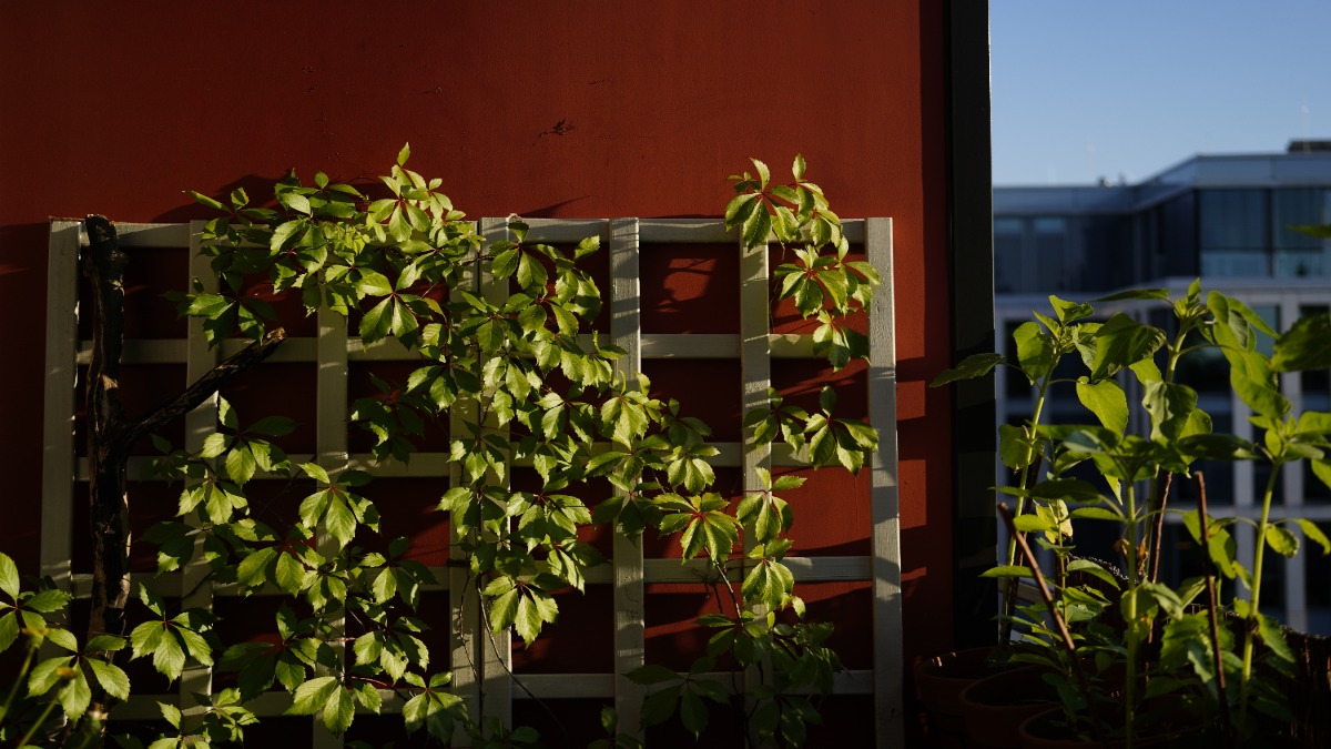 Ein Spalier mit Pflanzen auf einem Balkon.