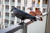 Eine Plastikkrähe ist auf das Geländer eines Balkons geschraubt, um Tauben zu verscheuchen.
