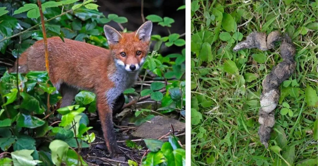 Fuchs