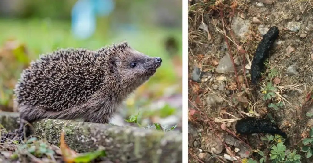 Igel