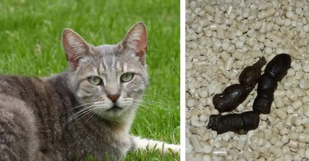 Katze