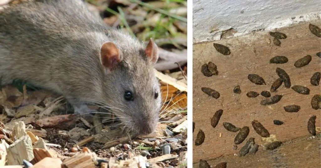 Ratte
