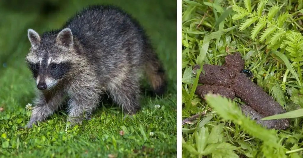 Waschbär