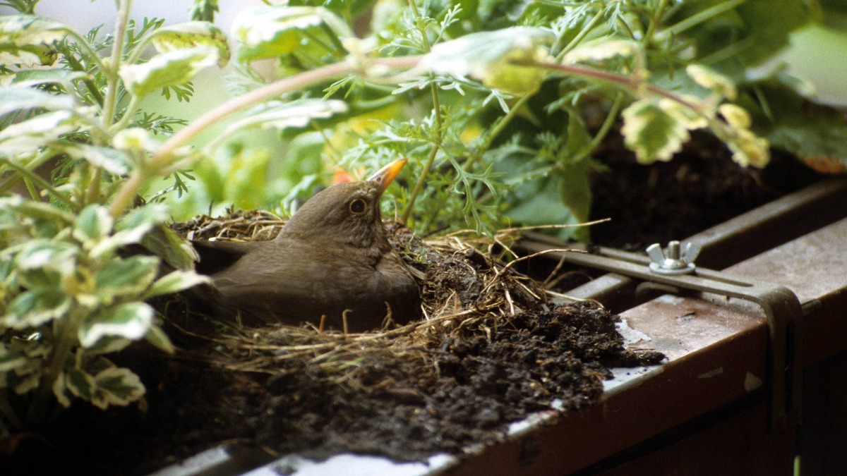 Ein Vogelnest mit einem Vogel auf einem Balkon.