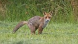 Fuchs im Garten