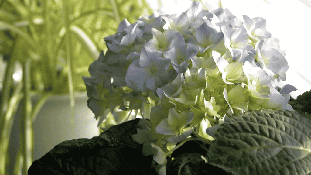 zimmerhortensie pflegen, hortensie neben grünlilie