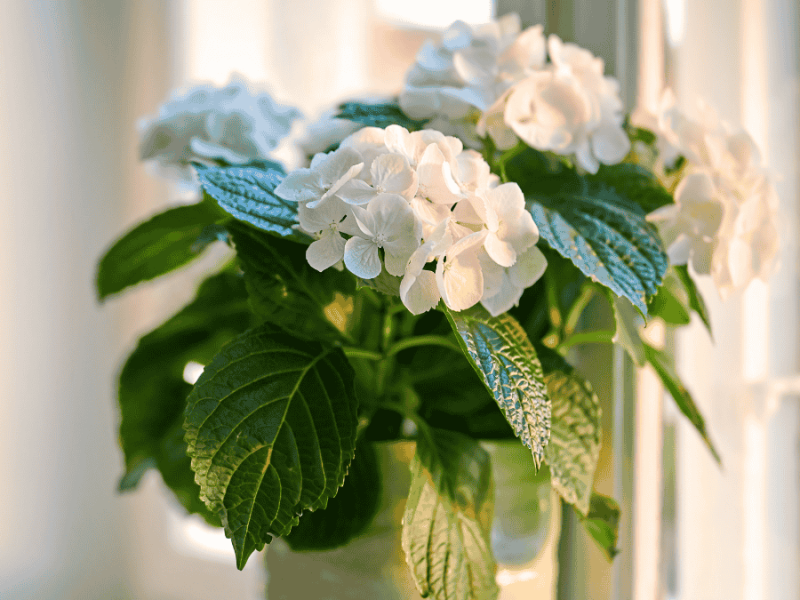 Zimmerhortensie auf der Fensterbank, weiße Hortensie