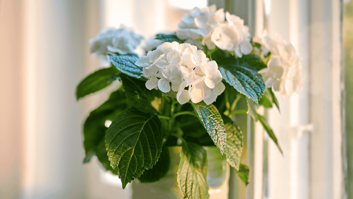 Zimmerhortensie auf der Fensterbank, weiße Hortensie