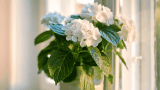 Zimmerhortensie auf der Fensterbank, weiße Hortensie