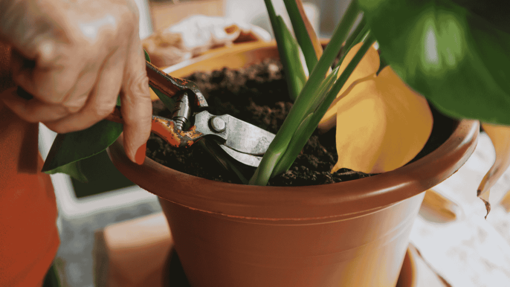 zimmerpflanzen schneiden, Monstera schneiden
