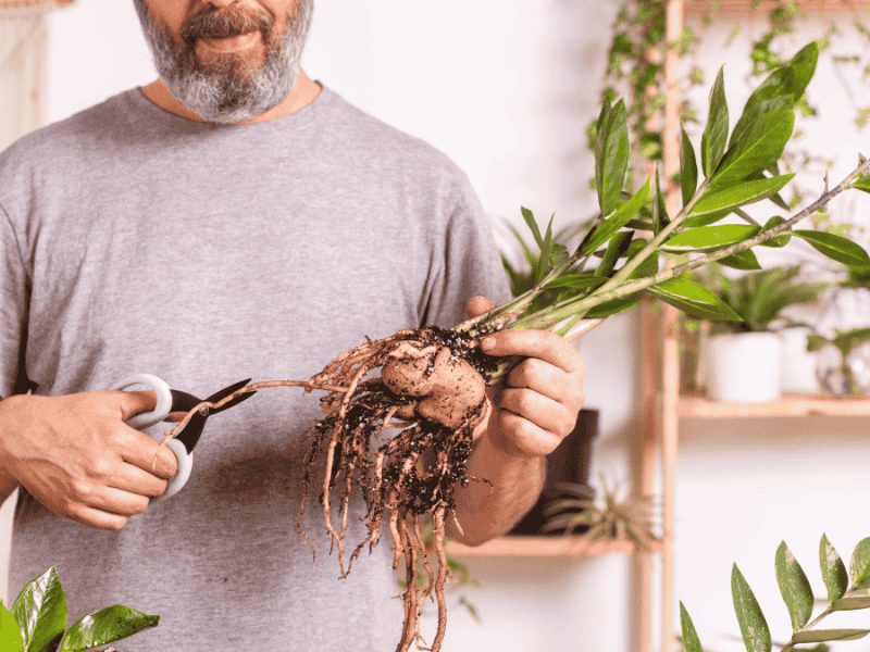 Zimmerpflanzen schneiden, Mann schneidet Zamioculcas zurück