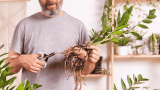 Zimmerpflanzen schneiden, Mann schneidet Zamioculcas zurück