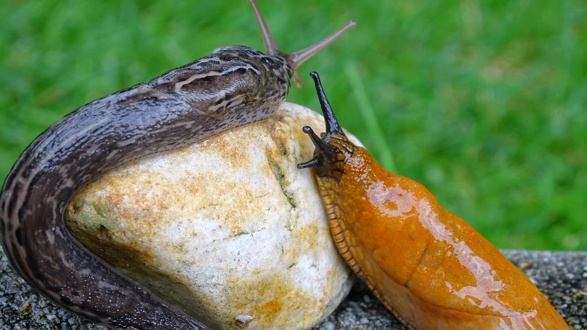 Tigerschnegel Zwei Nacktschnecken im Garten an einem kleinen Stein.