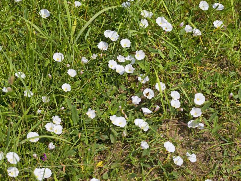 Blühende Ackerwinde wächst auf einer Wiese in einem Garten.