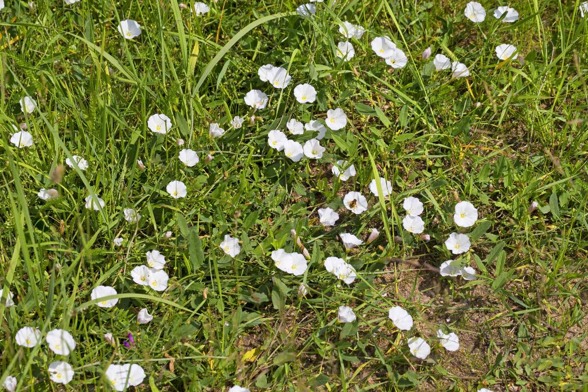 Blühende Ackerwinde wächst auf einer Wiese in einem Garten.
