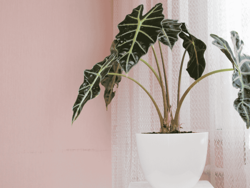 Alocasia Pflege