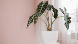 Alocasia Pflege