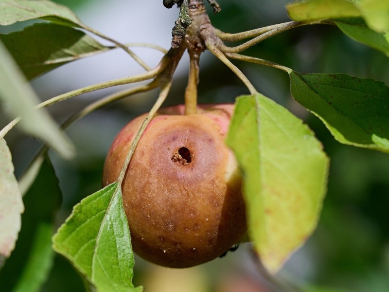 Faulender Apfel am Baum, der von der Raupe des Apfelwicklers befallen wurde.