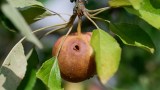 Faulender Apfel am Baum, der von der Raupe des Apfelwicklers befallen wurde.