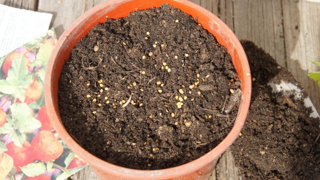 6. Mythos: Pflanzensamen dürfen nicht mit Erde bedeckt werden