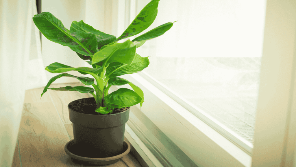 Bananenpflanze pflegen, Pflanze im Topf am Fenster