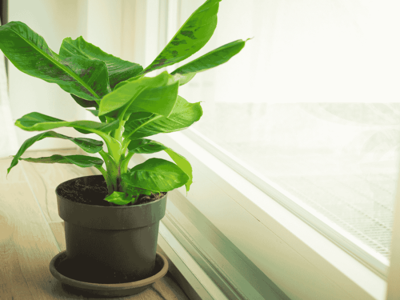 Bananenpflanze pflegen, Pflanze im Topf am Fenster