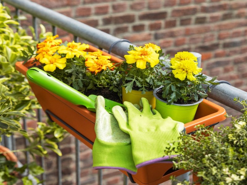 Ein Balkon mit gelben Blumen und Arbeitshandschuhen.