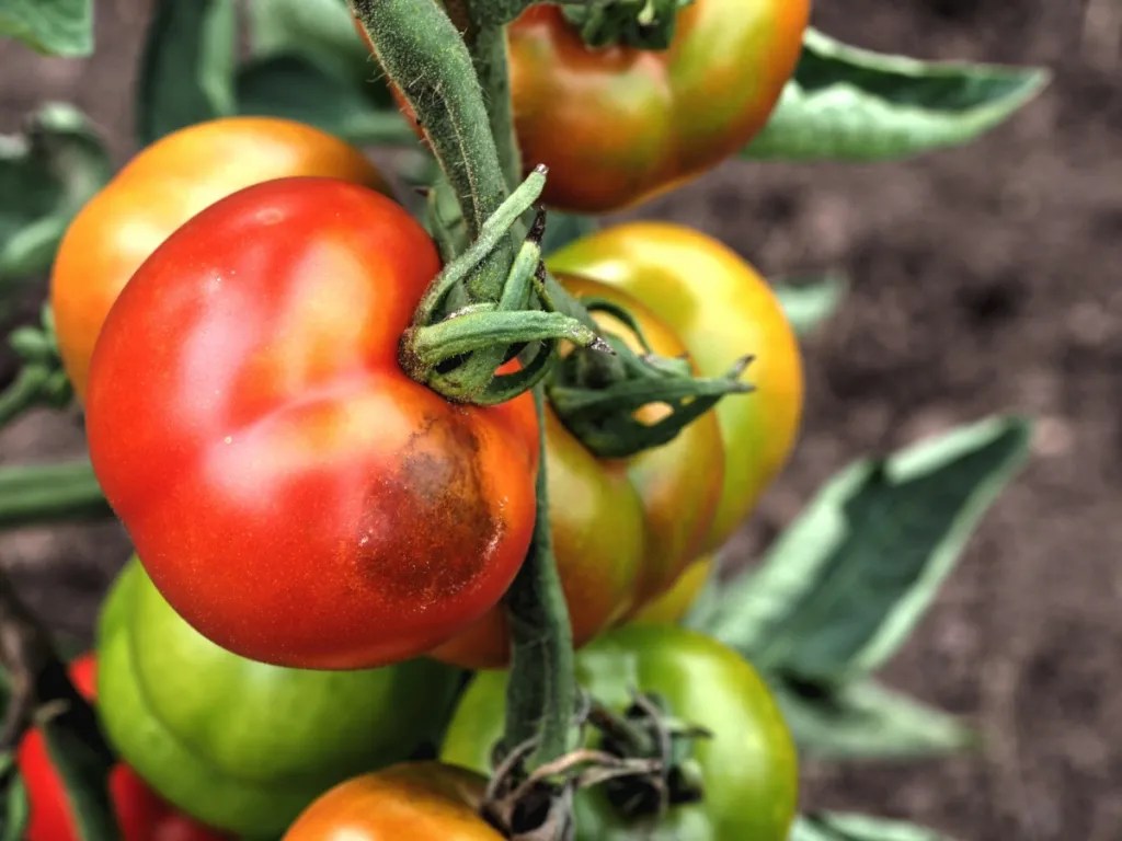 Tomatenpflanzen von oben gießen