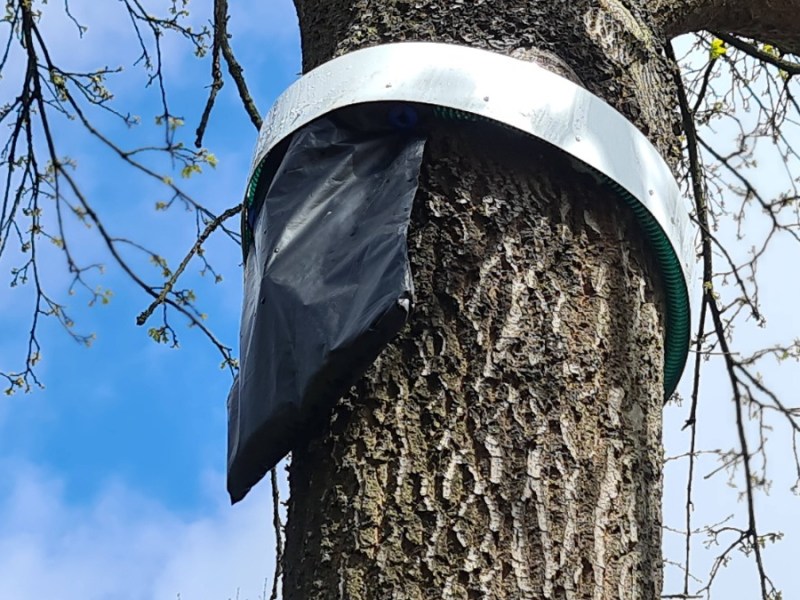 Vorsicht im Wald: Der schwarze Beutel warnt vor dem gefährlichen Eichenprozessionsspinner