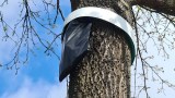 eine Falle gegen Eichenprozessionsspinner an einem Baum