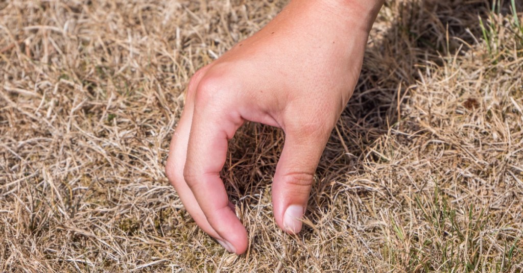 eine Hand fasst vertrockneten Rasen an