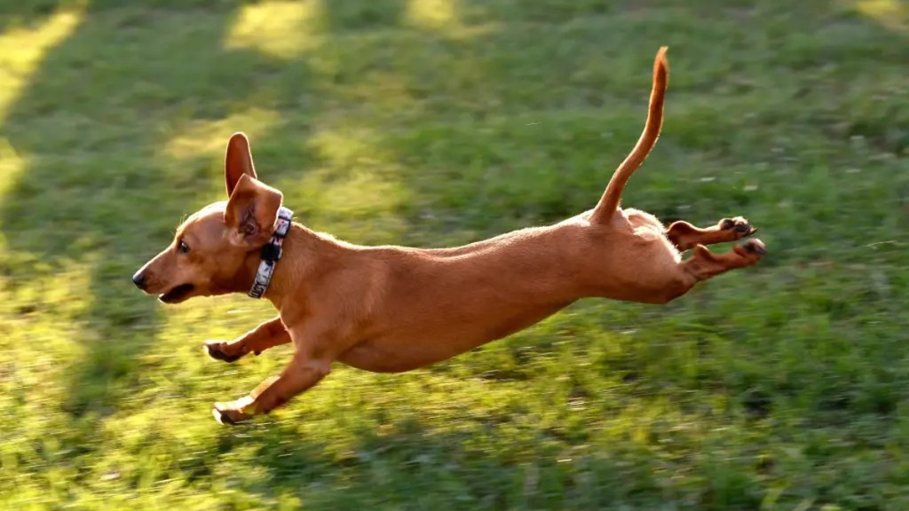 Hunde